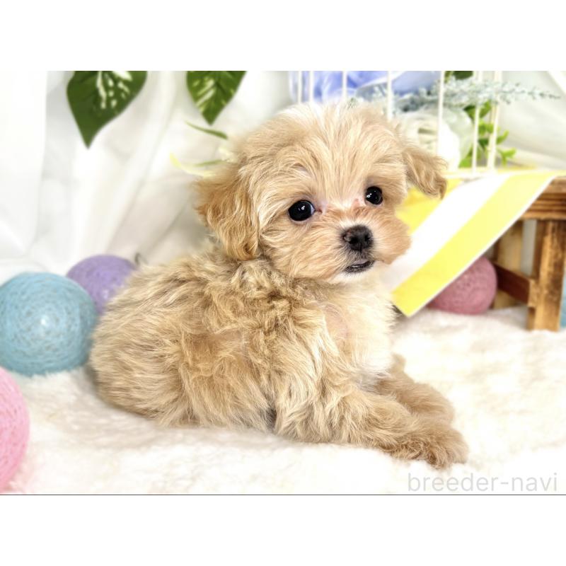 成約済の滋賀県のマルプー:マルチーズ×トイプードル-408985の3枚目